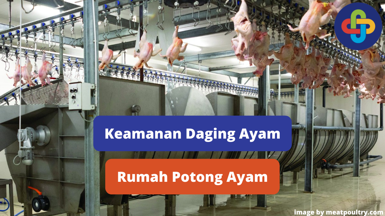 6 Upaya Menjaga Keamanan Pangan di Rumah Potong Ayam (RPA)